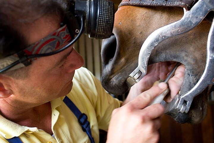 Paardengebit