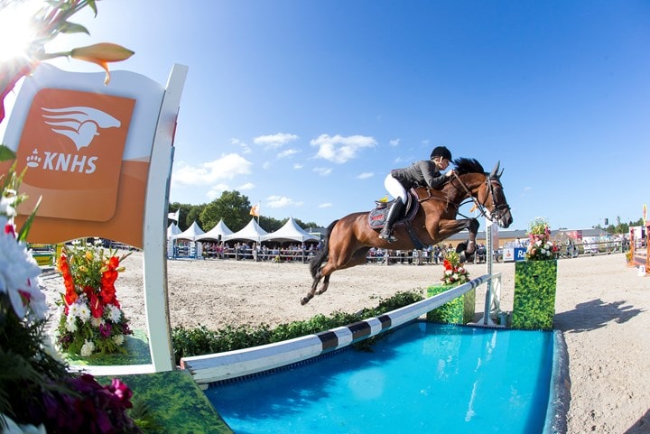 Paard in tulpenveld