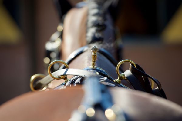 Reglementswijzigingen Mennen 2026