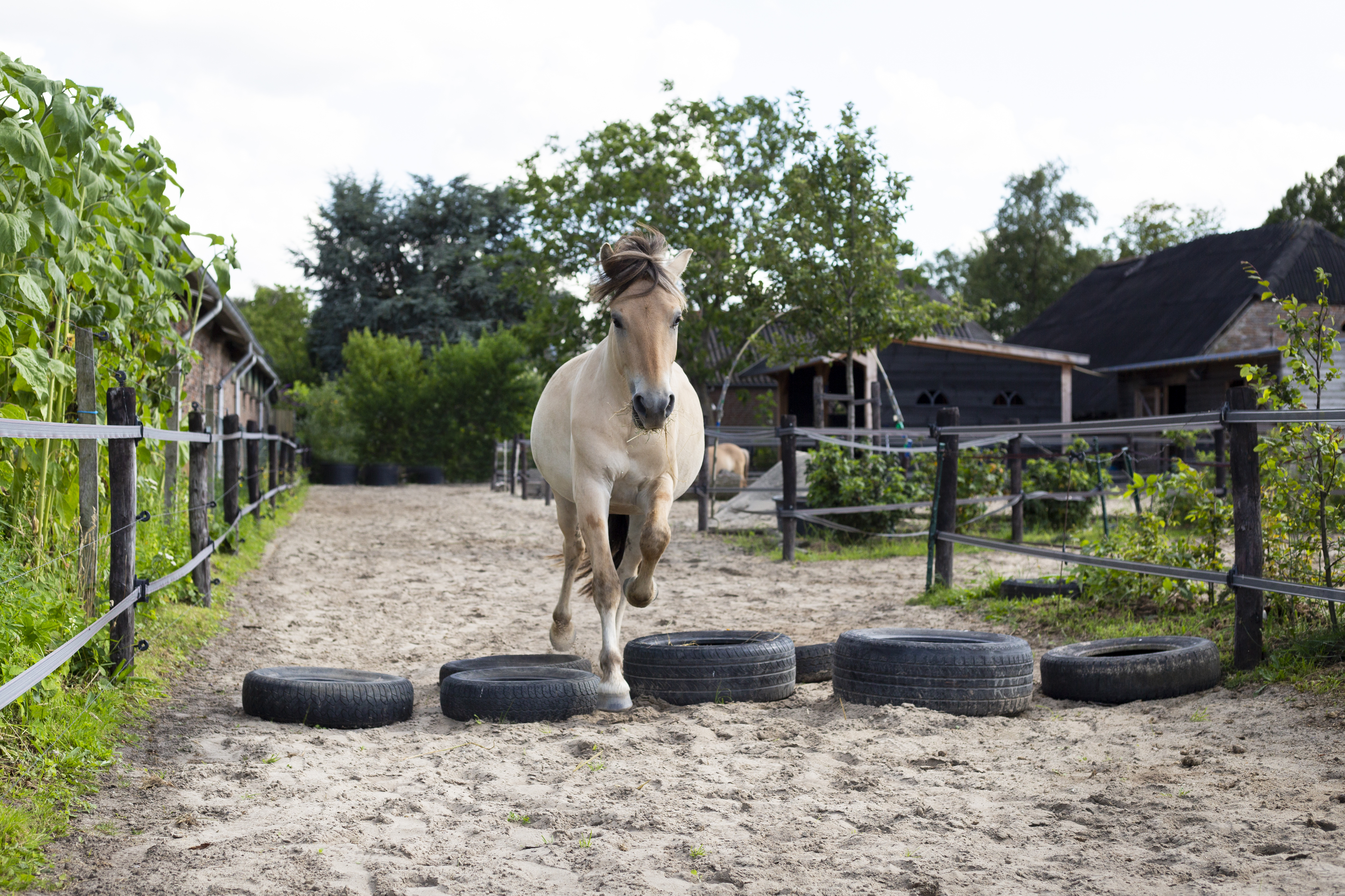 Tover je paddock om tot paardenspeeltuin
