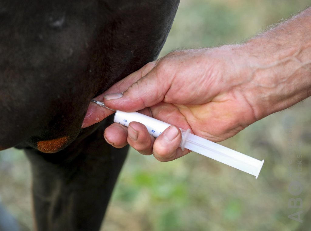 Welke (veterinaire) behandelaar mag wat bij paarden uitvoeren?