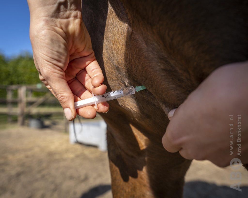 Goed voorbereid op wedstrijd: Zorg dat je vaccinaties op orde zijn