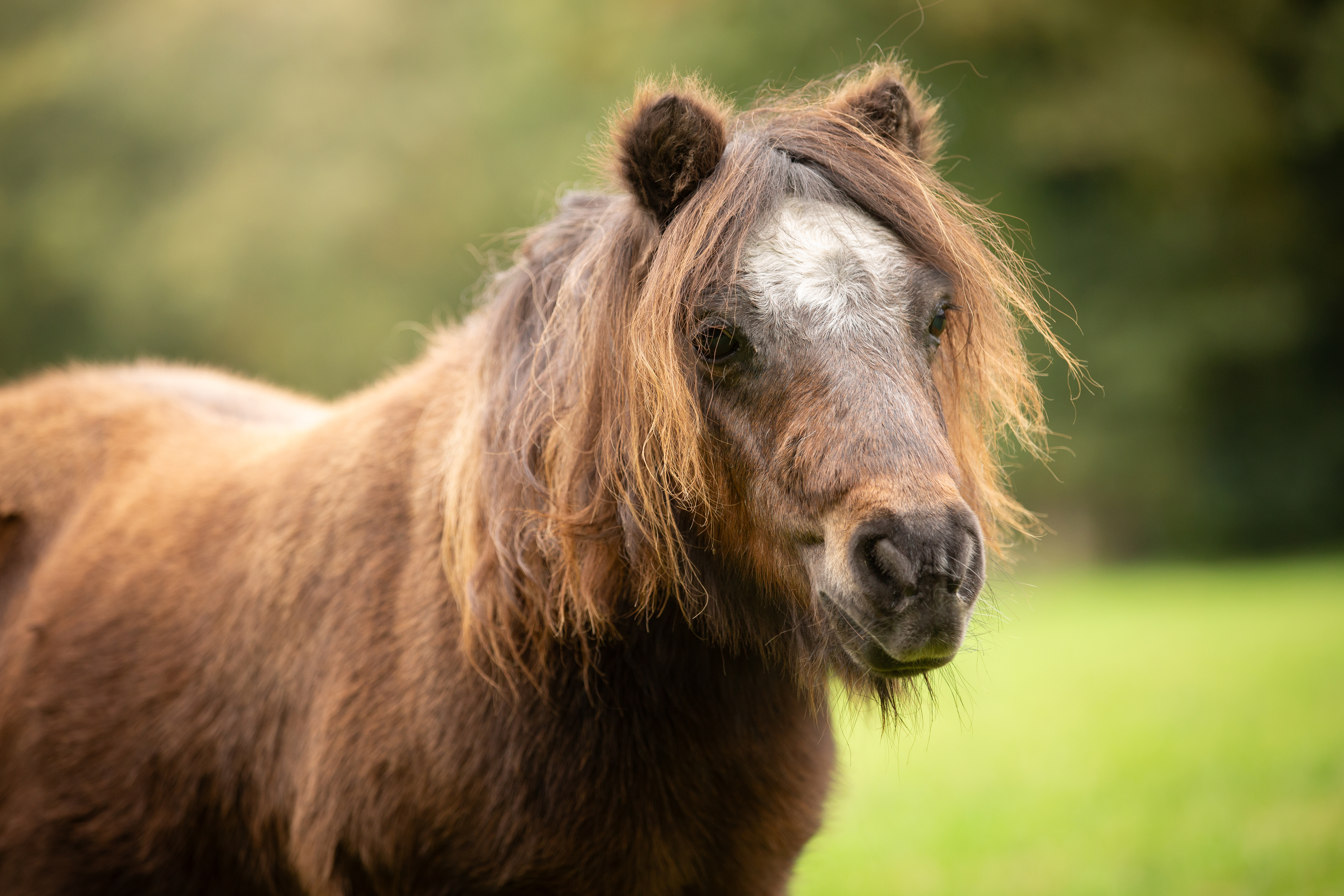 KNHS Theorie Tour: Een paardwaardig bestaan, hoe zorg je goed voor je oudere paard
