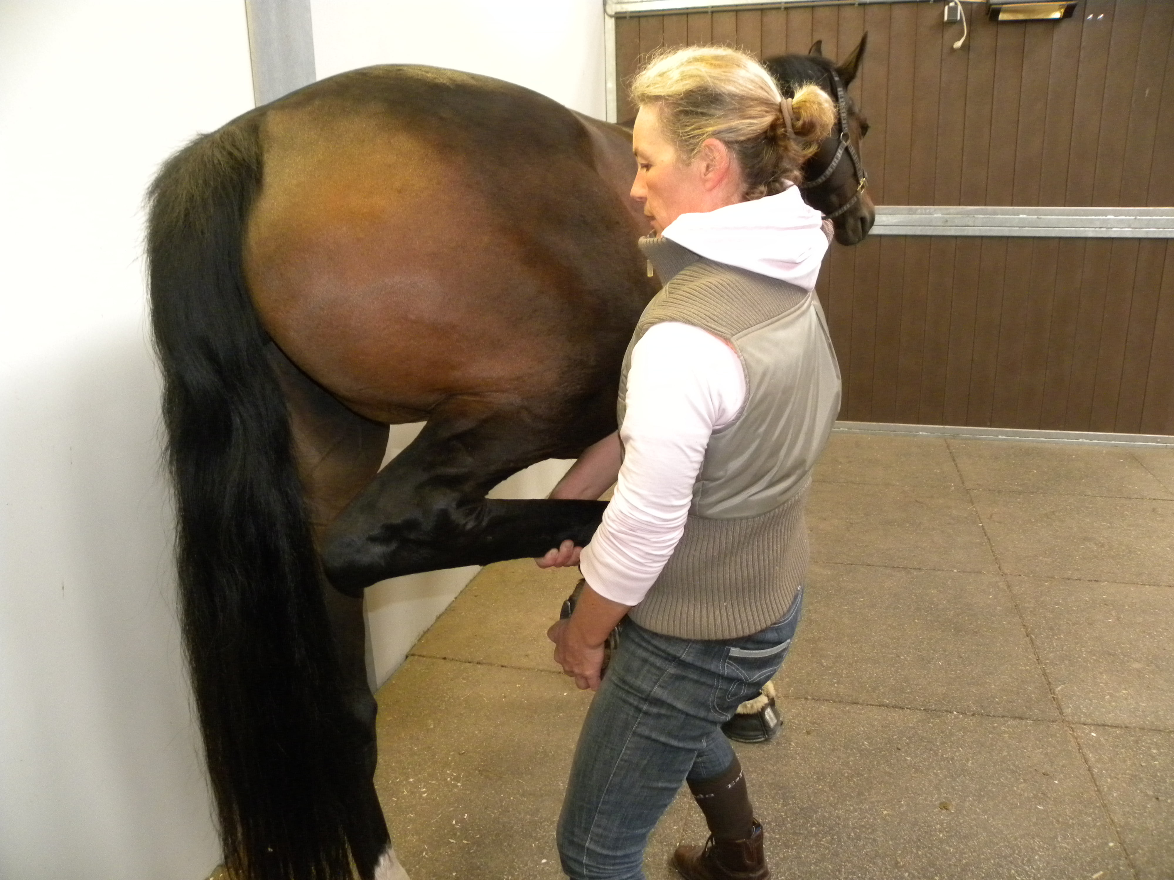 KNHS Theorie Tour 'De wervelkolom van het paard: Beweging-stabilisatie, ontwikkelingen en preventie van overbelasting'
