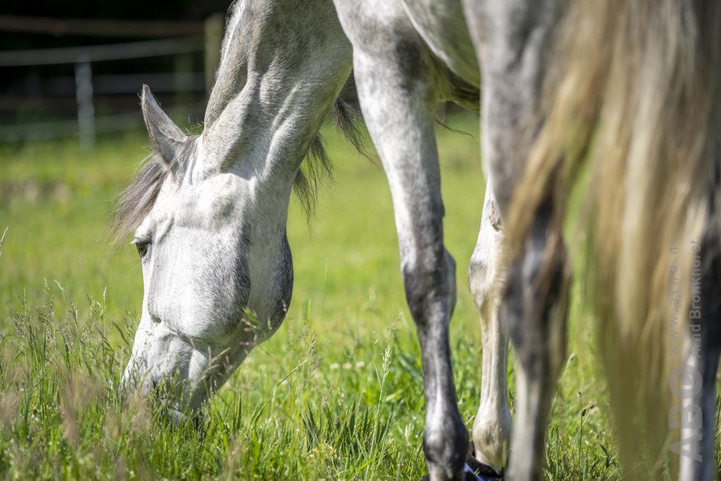 Plekken op de neus bij paarden mogelijk veroorzaakt door een schimmeltoxine
