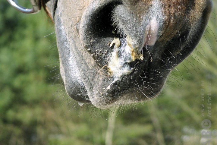 Voorkomen- En Genezen Van Paardenziektes